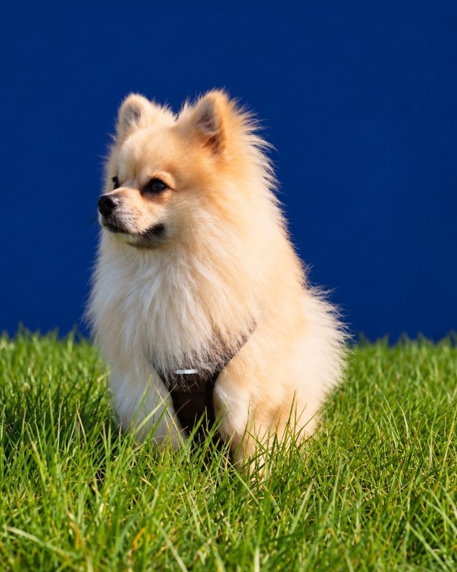 Tiggs, Bürohund bei Villex Container